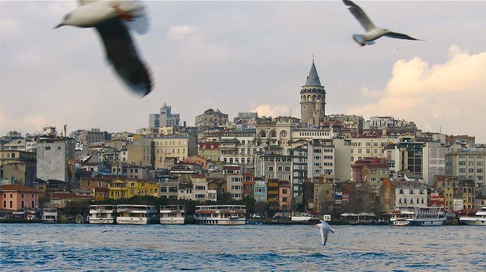 golden horn seagulls